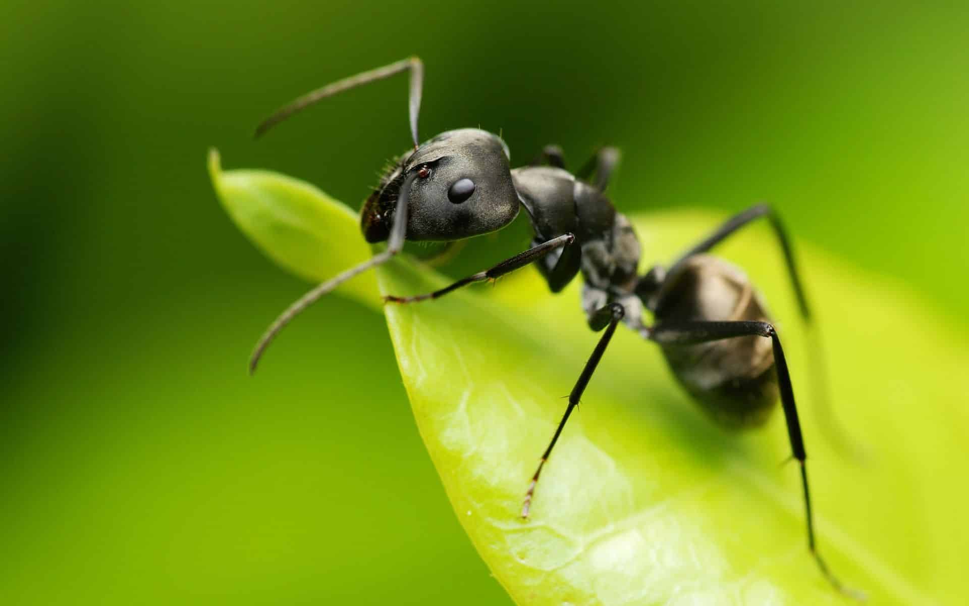 fourmis
