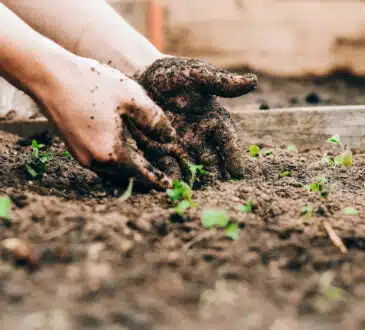 Les merveilles des engrais naturels pour un jardin éclatant