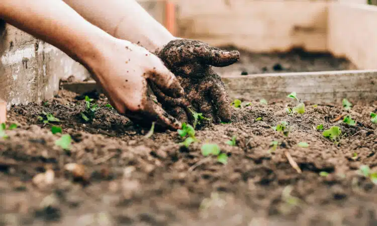 Les merveilles des engrais naturels pour un jardin éclatant