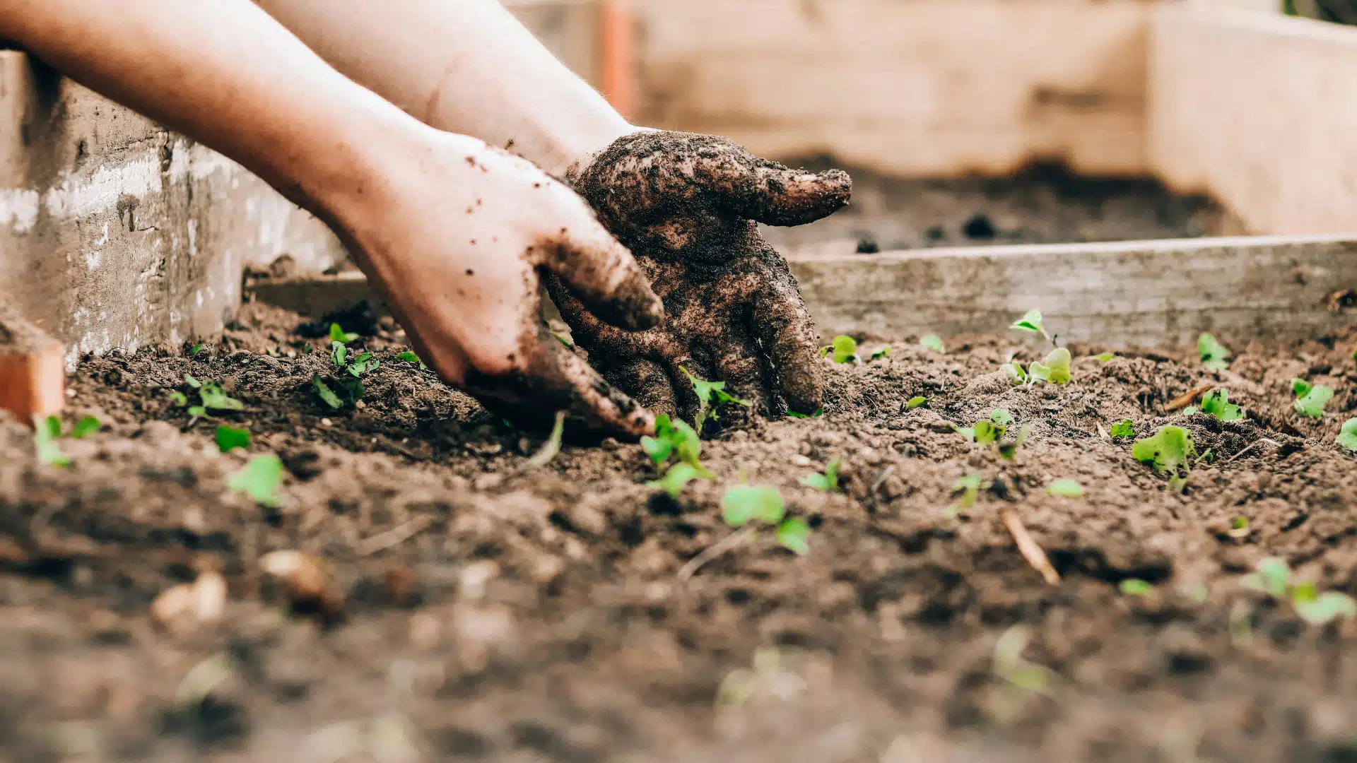 Les merveilles des engrais naturels pour un jardin éclatant