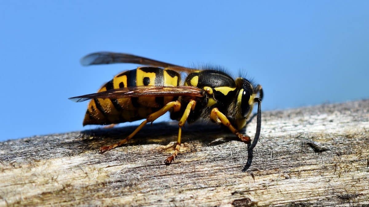 L'importance de contacter des professionnels pour les infestations de frelon