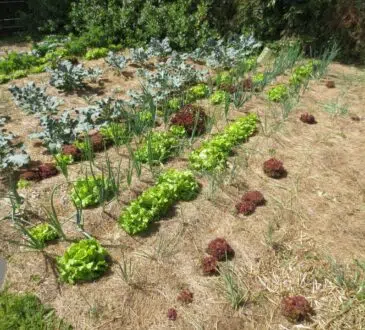 organisation potager