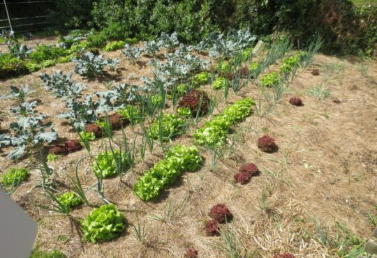 organisation potager