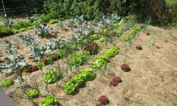 organisation potager