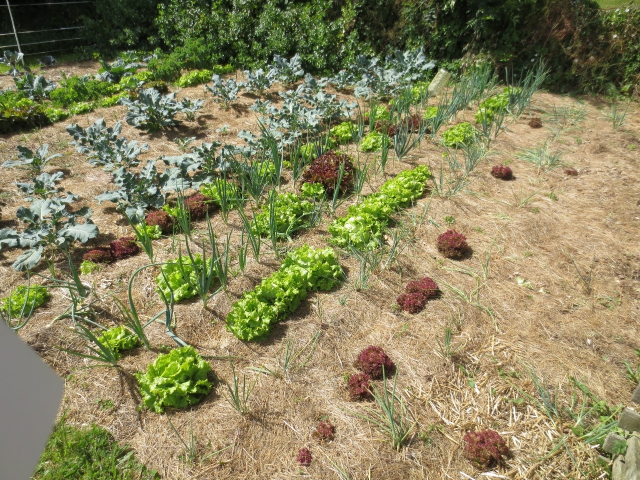 organisation potager