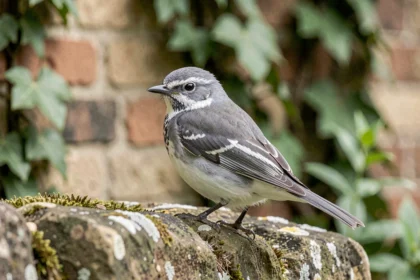 Petit oiseau gris et blanc perché sur un mur de pierre moussu dans un jardin européen, détail des plumes visible