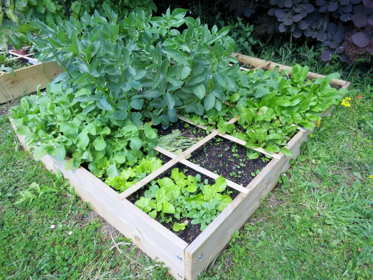 potager pelouse