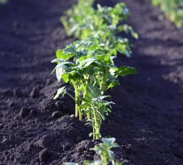 Pourquoi utiliser de l'engrais bio dans son jardin ?