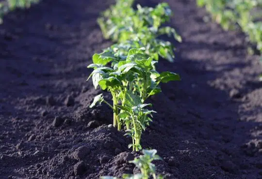 Pourquoi utiliser de l'engrais bio dans son jardin ?