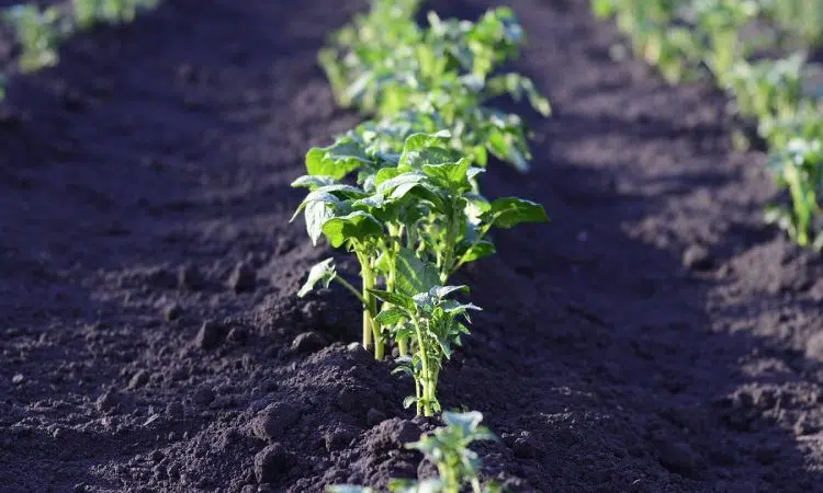 Pourquoi utiliser de l'engrais bio dans son jardin ?