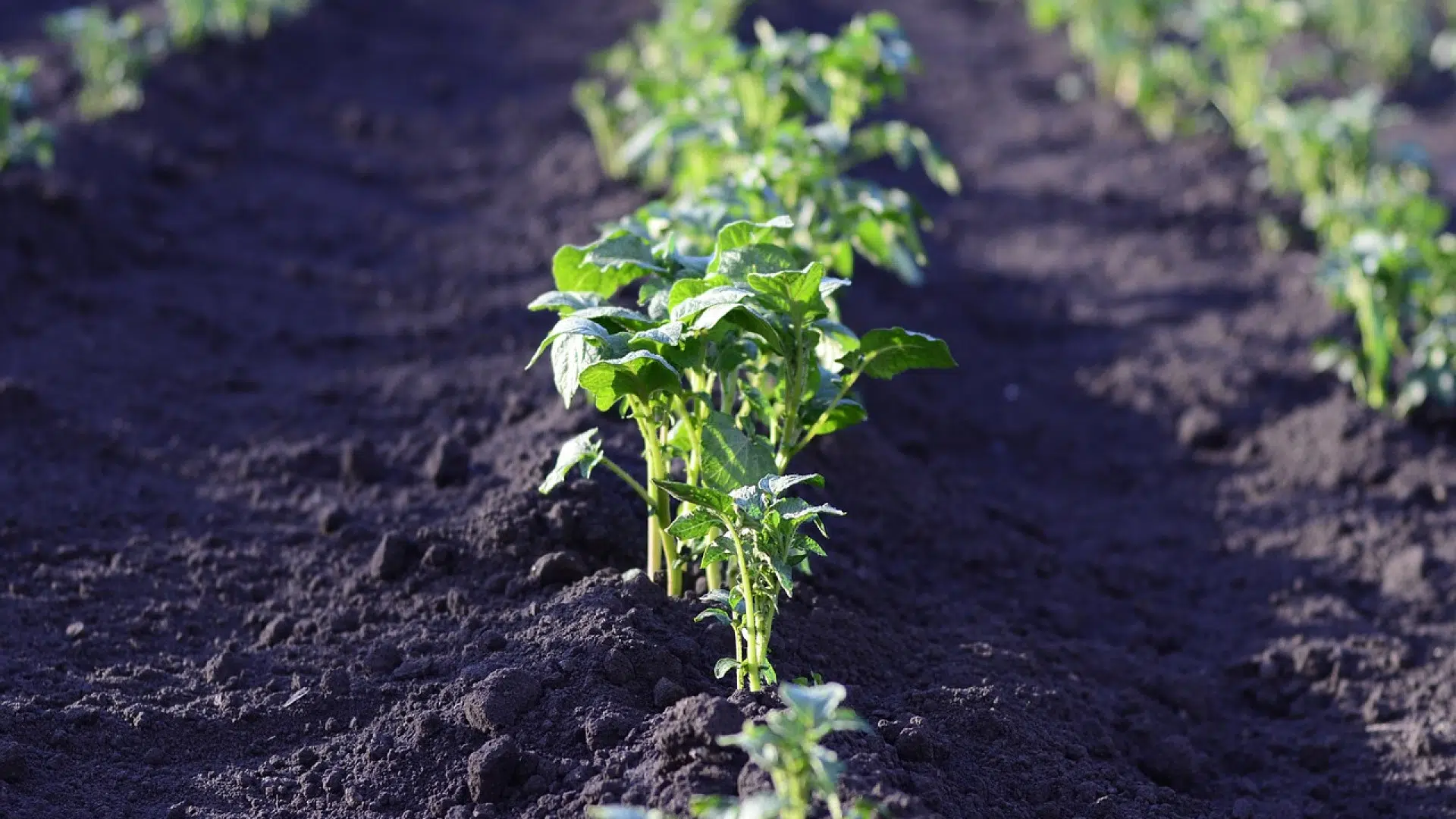 Pourquoi utiliser de l'engrais bio dans son jardin ?