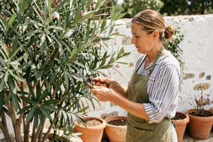 Femme taillant un laurier rose sans fleurs dans un jardin méditerranéen avec un sécateur