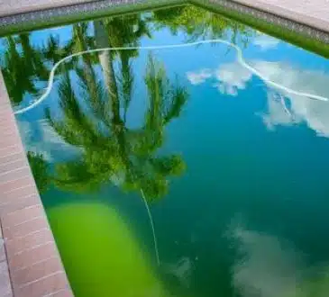 algues vertes de votre piscine