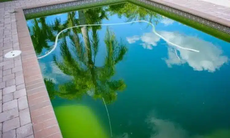 algues vertes de votre piscine