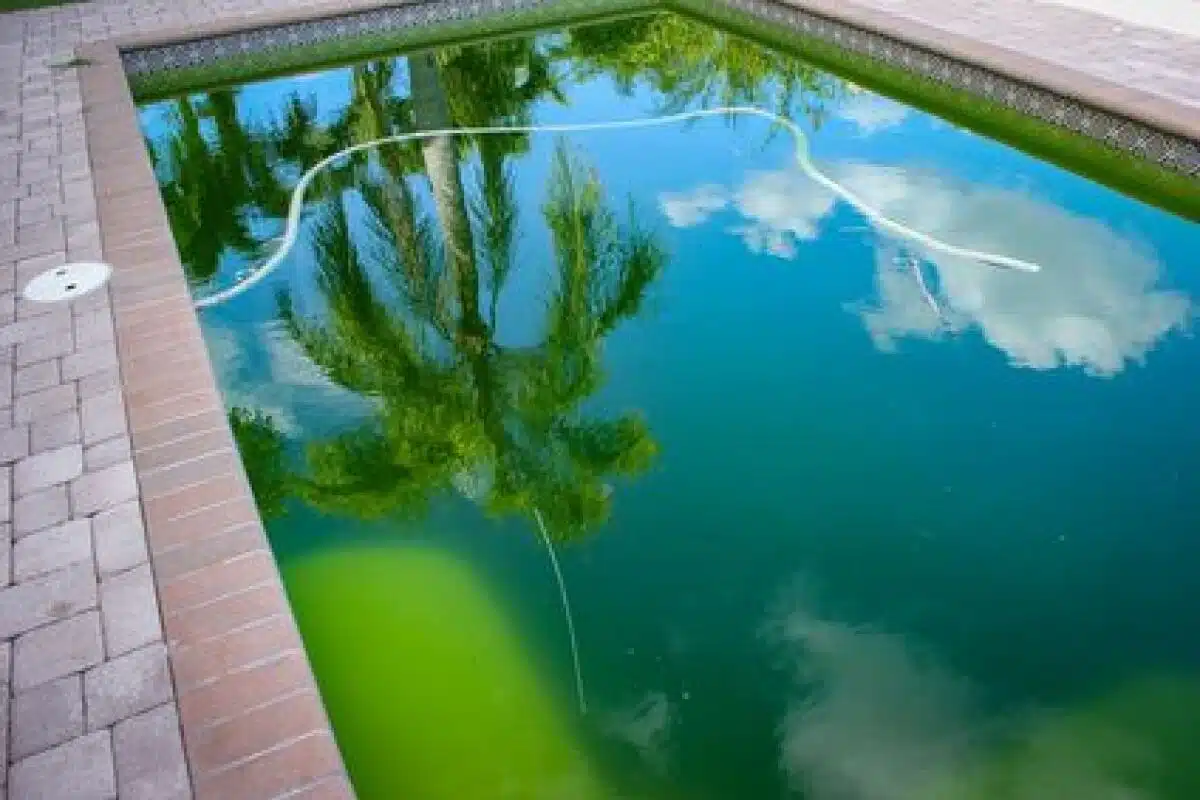 algues vertes de votre piscine