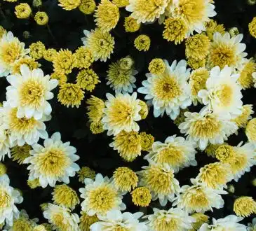 view of white and yellow chrysanthemums