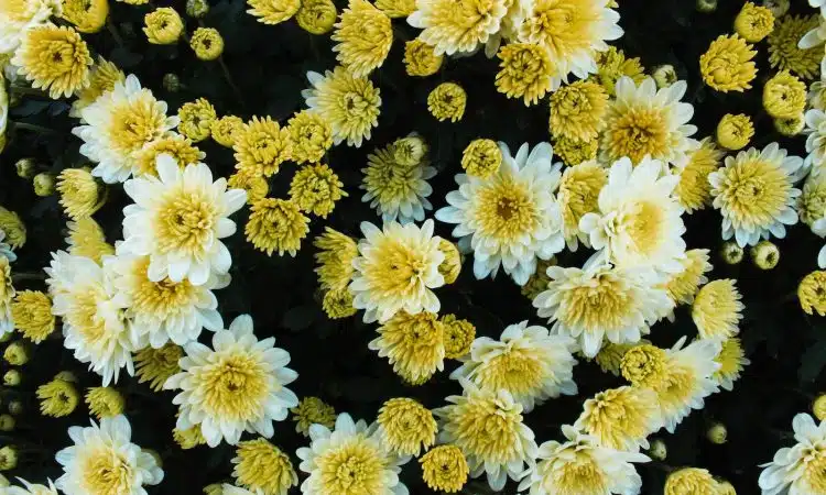 view of white and yellow chrysanthemums